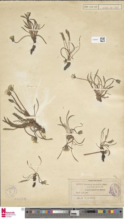 Taraxacum tenuifolium Koch