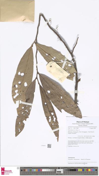Polyalthia cinnamomea Hook.f. & Thomson