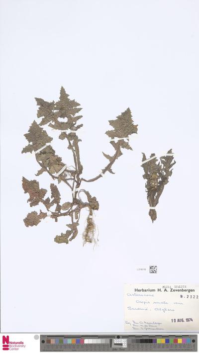 Crepis sancta (L.) Babc.