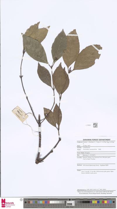 Euonymus castaneifolius Ridl.