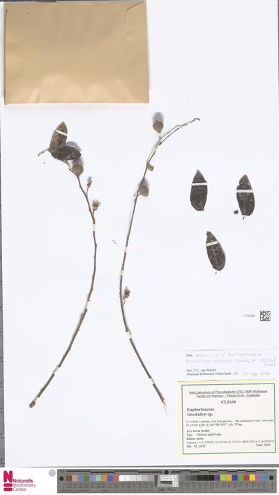 Glochidion obscurum (Roxb. ex Willd.) Blume