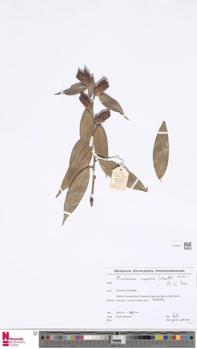Macleania rupestris (Kunth) A.C.Sm.