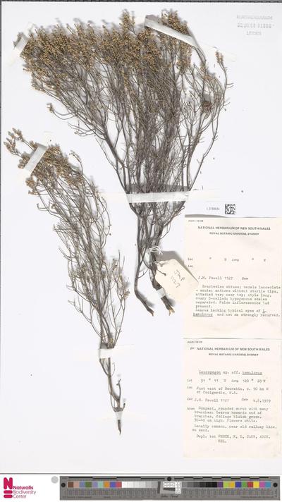 Leucopogon hamulosus E.Pritz.