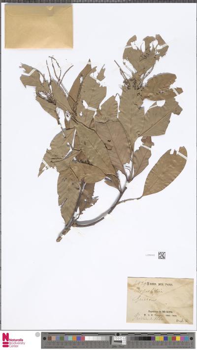 Quercus L.