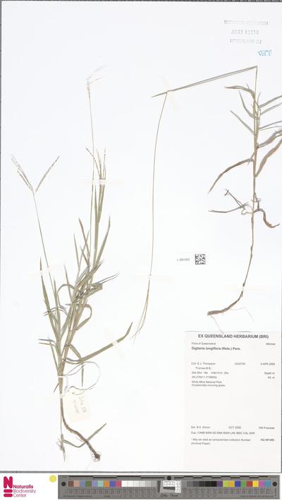 Digitaria longiflora (Retz.) Pers.