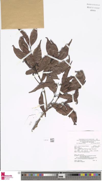 Syzygium R.Br. ex Gaertn.