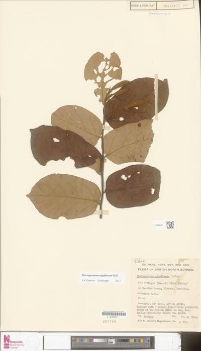 Pterospermum stapfianum Ridl.