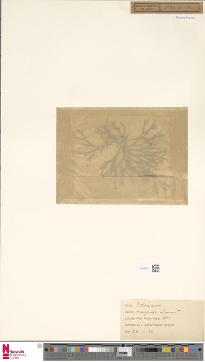 Galaxaura marginata (Sol.) J.V.Lamour.