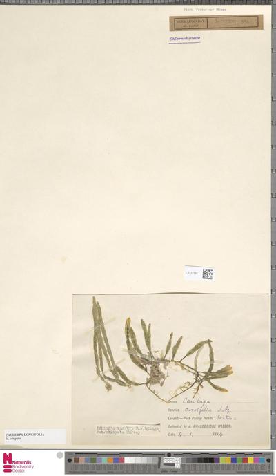 Caulerpa longifolia C.Agardh f. crispata (Harv.) Womersley