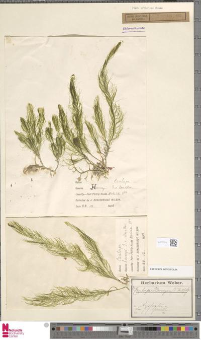 Caulerpa longifolia C.Agardh
