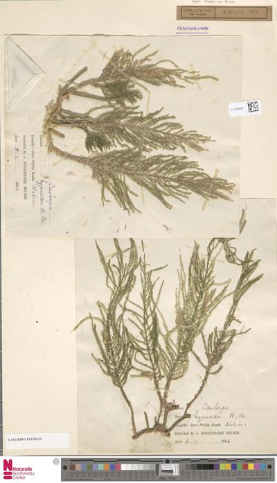 Caulerpa flexilis J.V.Lamour. ex C.Agardh