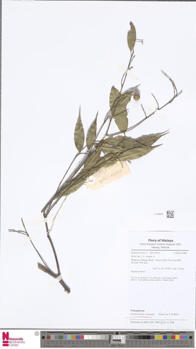 Xanthophyllum maingayi Hook.f. ex A.W.Benn.