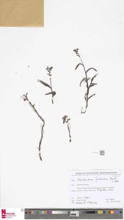 Epidendrum fimbriatum Kunth