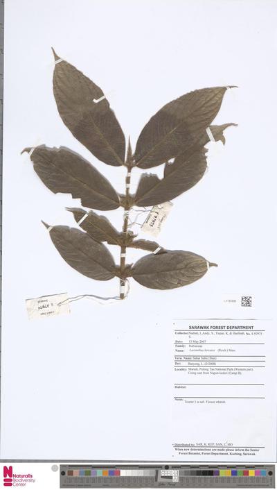 Lasianthus hirsutus (Roxb.) Merr.