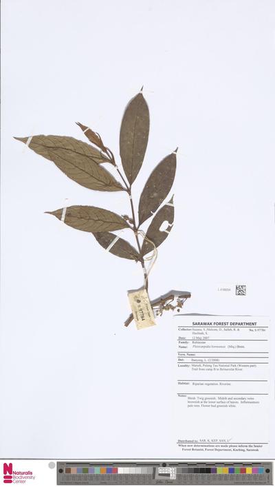 Pleiocarpidia borneensis (Miq.) Bremek.