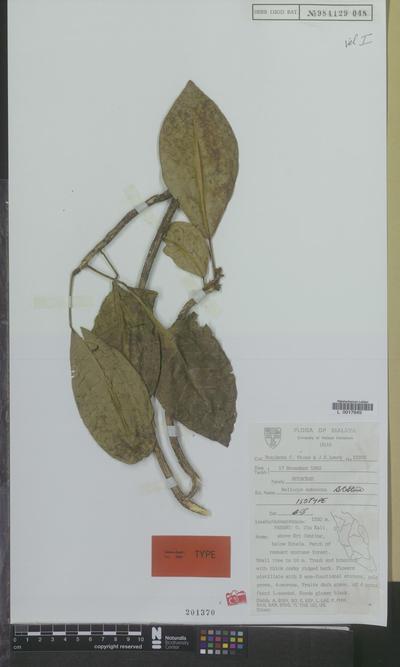 Melicope suberosa B.C.Stone