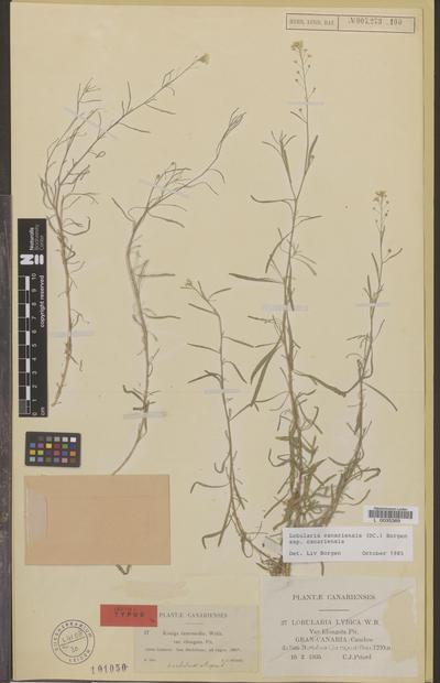 Lobularia canariensis (DC.) L.Borgen subsp. canariensis