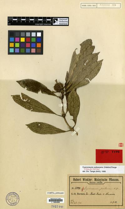 Cyanoneuron pubescens (Valeton) Tange