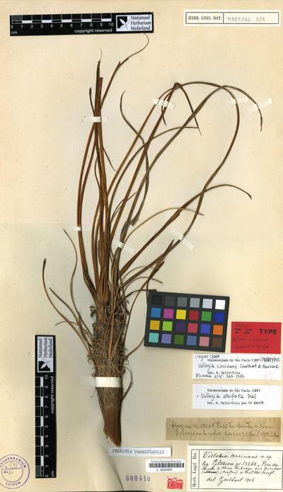 Vellozia albiflora Pohl