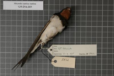 Omnia Hirundo Rustica