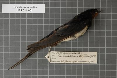 Omnia Hirundo Rustica