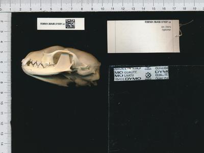 Martes foina (Erxleben, 1777) skull