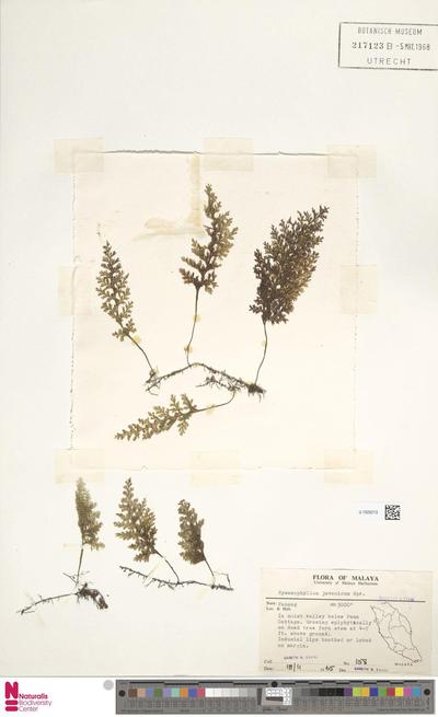 Hymenophyllum javanicum Spreng.