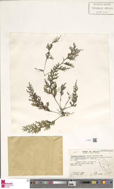 Hymenophyllum productum Kunze