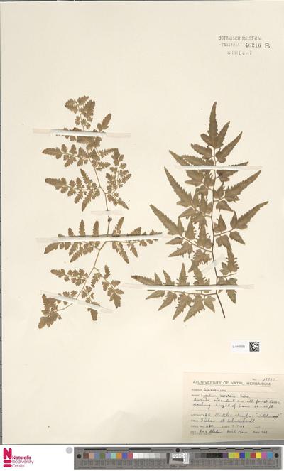 Lygodium kerstenii Kuhn