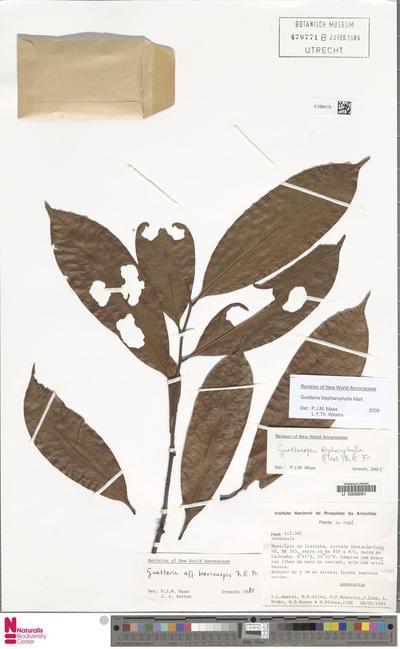 Guatteria blepharophylla Mart.