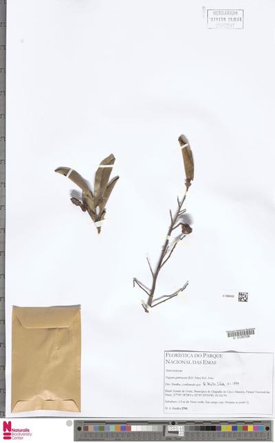 Duguetia glabriuscula (R.E.Fr.) R.E.Fr.