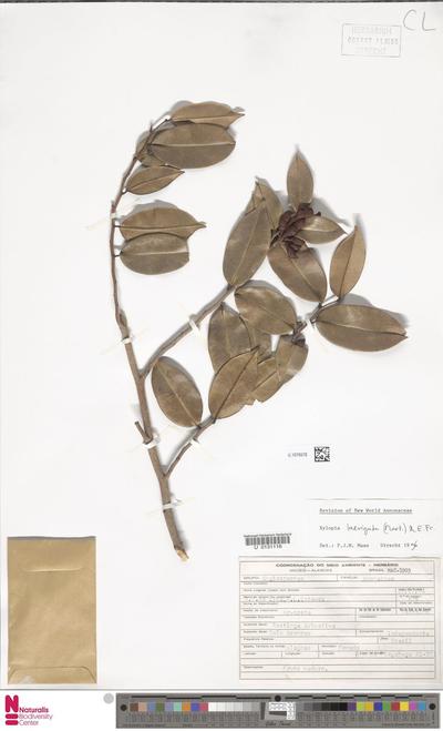 Xylopia laevigata (Mart.) R.E.Fr.