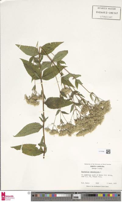 Eupatorium sessilifolium L.