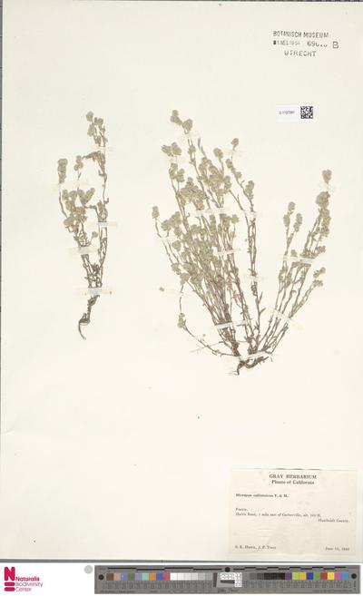 Micropus californicus F. & M.