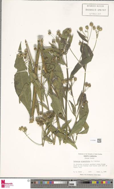 Verbesina alternifolia (L.) Britt