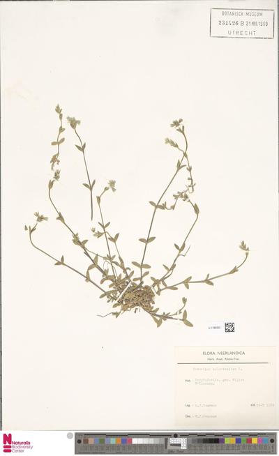Cerastium holosteoides R.E.Fr.
