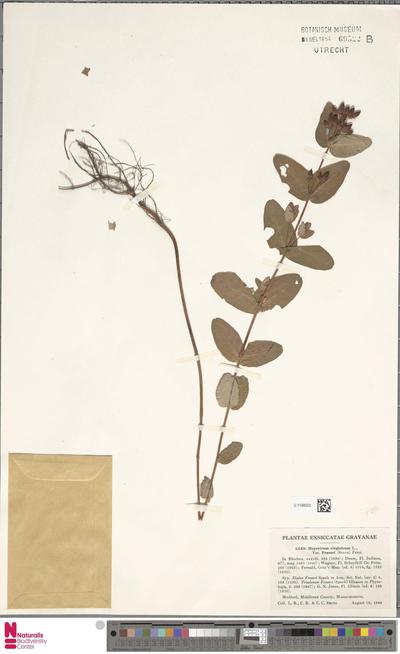 Hypericum virginicum L. var. fraseri (Spach) Fern.