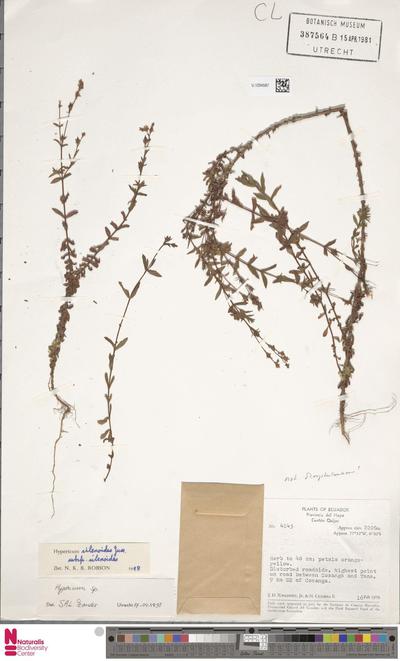 Hypericum silenoides Juss. subsp. silenoides