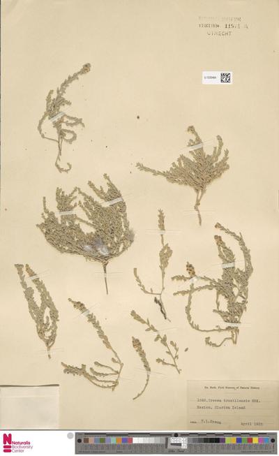 Cressa truxillensis (Kunth) Choisy