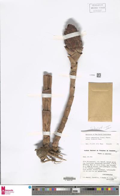 Costus amazonicus (Loes.) J.F.Macbr. subsp. krukovii Maas