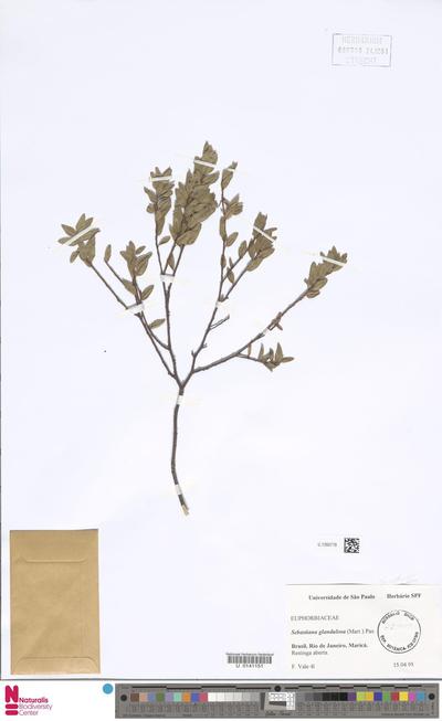 Sebastiania glandulosa (Mart.) Pax
