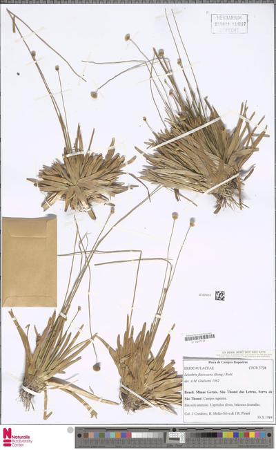 Leiothrix flavescens (Bong.) Ruhland