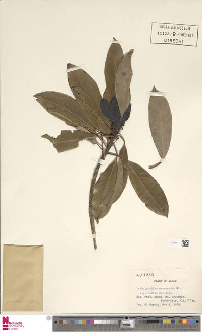 Daphniphyllum Macropodum Miq Subsp Humile Maxim Ex Franch Sav Hurus Europeana