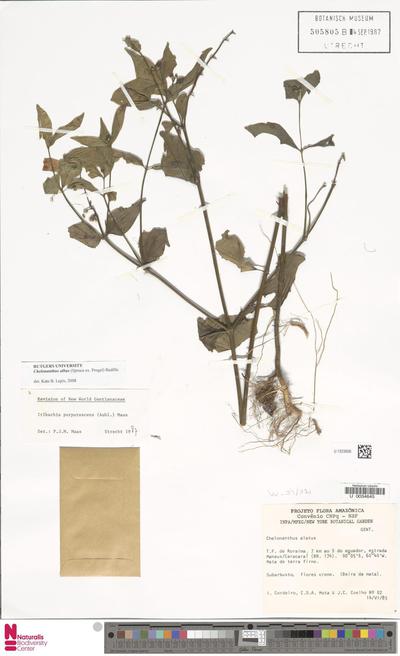 Chelonanthus albus (Spruce ex Progel) V.M.Badillo