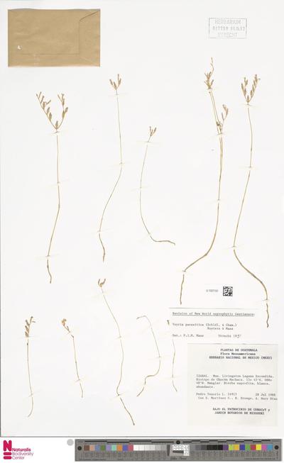 Voyria parasitica (Schltdl. & Cham.) Ruyters & Maas