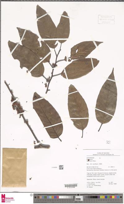 Emmotum fagifolium Desv. ex Ham.