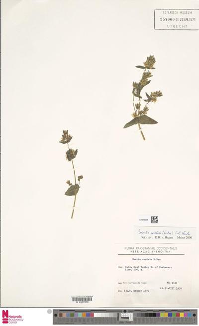 Swertia cordata (G.Don) C.B.Clarke