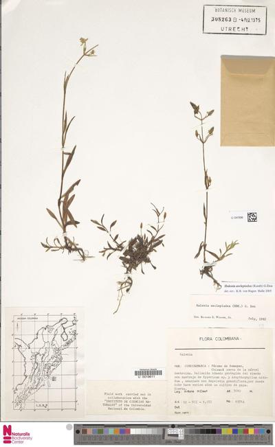 Halenia asclepiadea (Kunth) G.Don