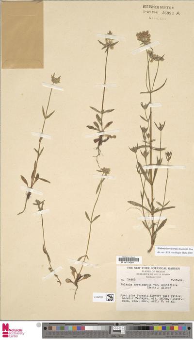 Halenia brevicornis (Kunth) G.Don