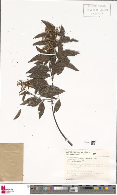 Heteropterys intermedia (A.Juss.) Griseb.